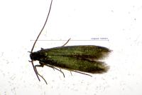 Coleophora lutarea