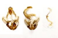 Coleophora lutarea