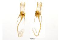 Coleophora lutarea