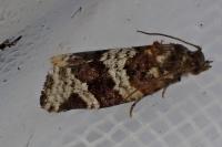 Argyrotaenia ljungiana