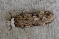 Endrosis sarcitrella