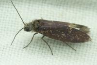 Eriocrania