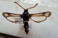 Paranthrene insolita polonica