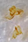 Nemapogon granellus