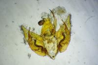 Depressaria albipunctella