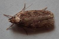 Depressaria albipunctella
