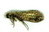 Dyseriocrania subpurpurella