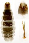 Dyseriocrania subpurpurella