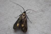 Adela reaumurella