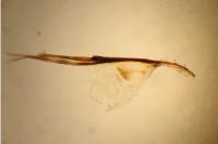 Adela reaumurella