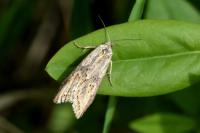 Doloploca punctulana