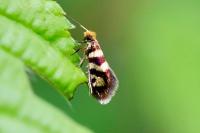Micropterix rothenbachii