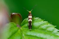 Micropterix rothenbachii