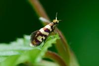 Micropterix rothenbachii