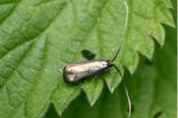 Adela reaumurella