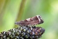 Dichrorampha acuminatana