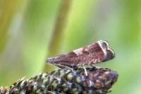 Dichrorampha acuminatana