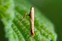 Caloptilia