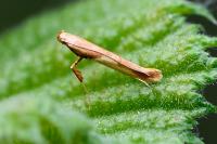 Caloptilia