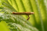 Caloptilia