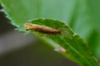 Coleophora serratella