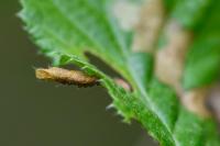 Coleophora serratella