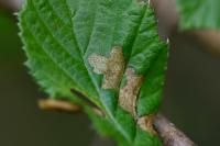 Coleophora serratella