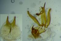 Iwaruna biguttella
