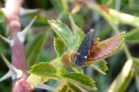 Iwaruna biguttella