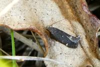 Iwaruna biguttella