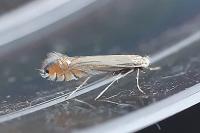 Phyllonorycter scitulella