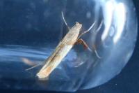 Caloptilia fribergensis