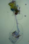 Caloptilia fribergensis