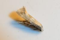 Elachista lugdunensis