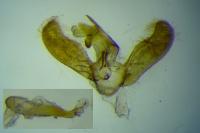 Elachista lugdunensis