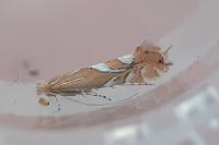 Phyllonorycter endryella
