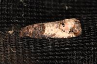 Notocelia incarnatana