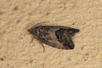 Cydia splendana