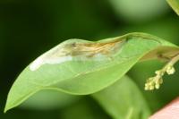Caloptilia cuculipennella