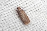 Depressaria albipunctella