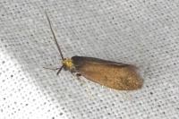 Incurvaria koerneriella