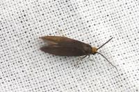 Incurvaria koerneriella