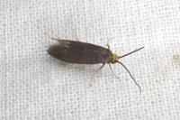 Incurvaria koerneriella
