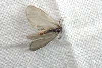 Rebelia plumella surientella