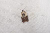 Acleris variegana