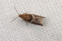 Ancylis comptana