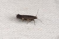 Aproaerema anthyllidella