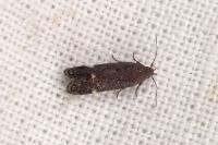 Aproaerema anthyllidella