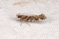 Aristotelia decoratella