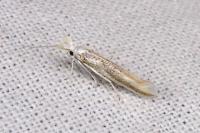 Coleophora